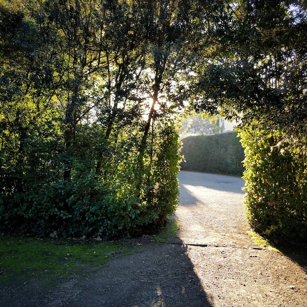 写真 道路の木々に沿った歩道