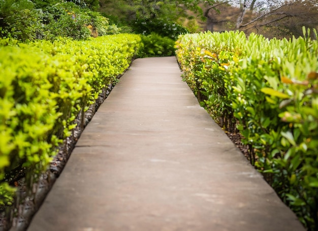 Walkway in garden with green ai generated