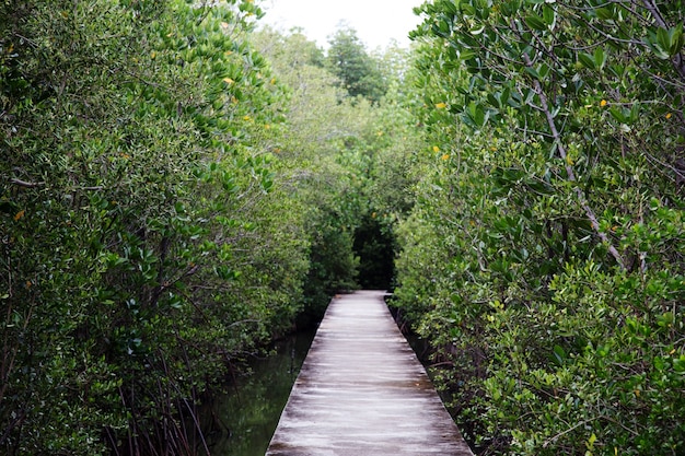 Walkway on mangrove forest in public natural park in Thailand