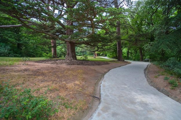 Walkway between old birch trees in park