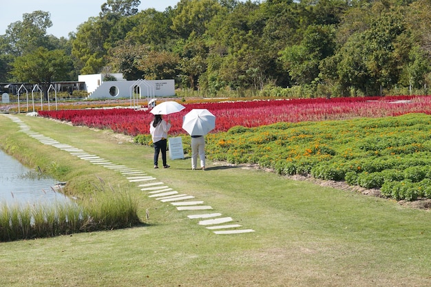 緑の芝生の上の公園の通路