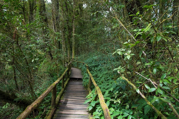 walkway in the rainy forest