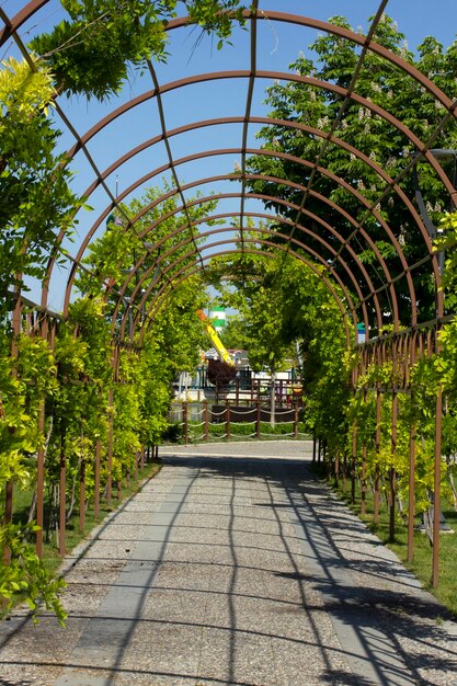 Walkway through tunnel filled with trees