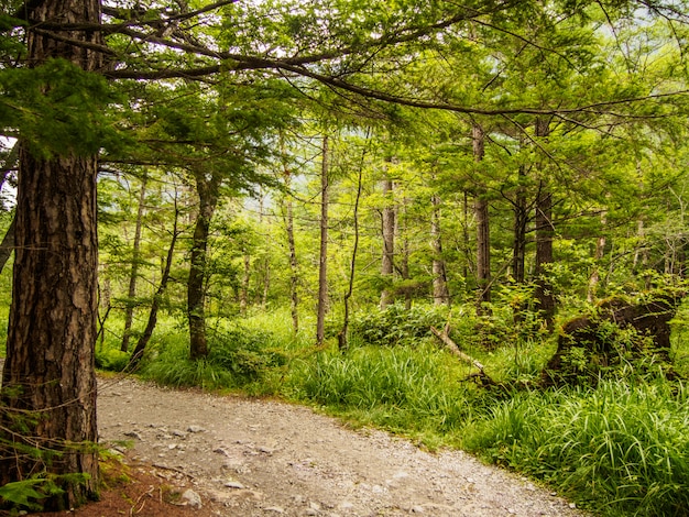 写真 森の中の木の下の通路