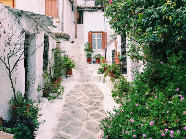 Photo walkway with potted plants by houses