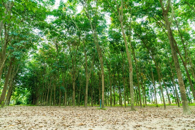 walkway with tree at Chiang Mai ,Thailand