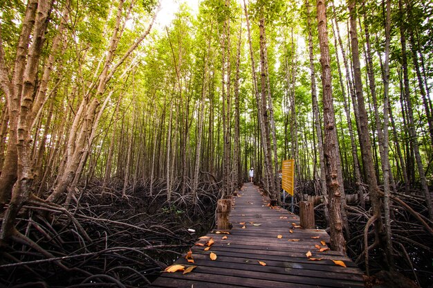 Walkway wood texture a natural The road is green.