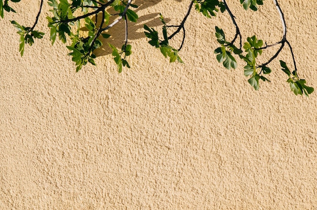 Wall background with a tree part