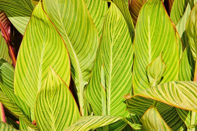 黄色い線の明るい緑色の植物の葉の壁 晴れた明るい自然の背景資産