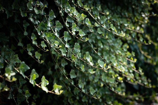 A wall of common ivy. ivy grows on the wall. ivy texture in
dark romantic tones. ivy leaves background european ivy, english
ivy or ivy hedera helix