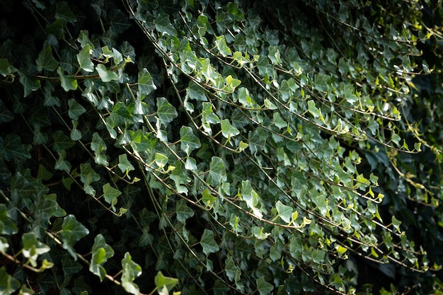 A wall of common ivy. ivy grows on the wall. ivy texture in
dark romantic tones. ivy leaves background european ivy, english
ivy or ivy hedera helix