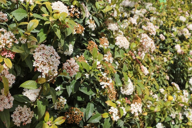 Wall Completely Covered With Intertwined Branches Bearing Big Green Leaves And Various White And Red