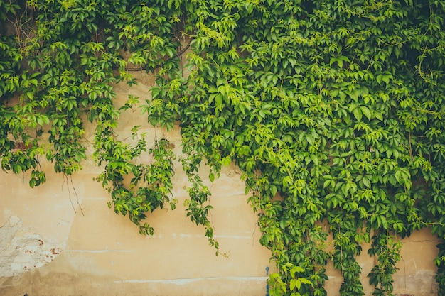 The wall covered by green leaves