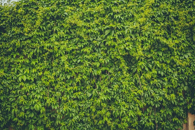 The wall covered by green leaves