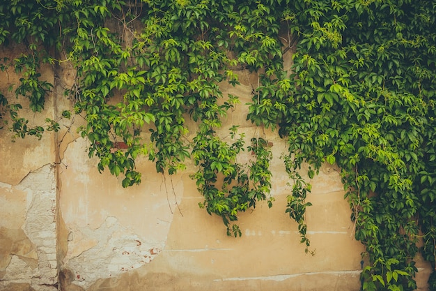 The wall covered by green leaves