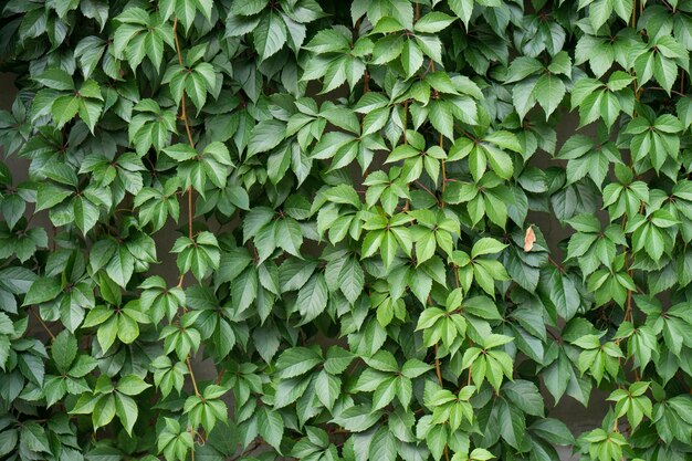 Parete ricoperta di edera verde