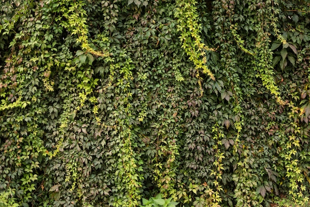 Wall covered with green and yellow leaves