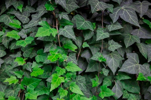 Wall covered with ivy hedera Landscaping in interest and exterior