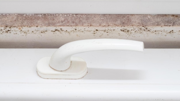 Wall covered with mold in a bathroom with high humidity