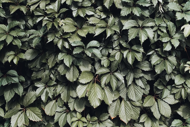 Wall of dark green leaves, outdoor hedge in the daytime. Natural backdrop, background of leaves