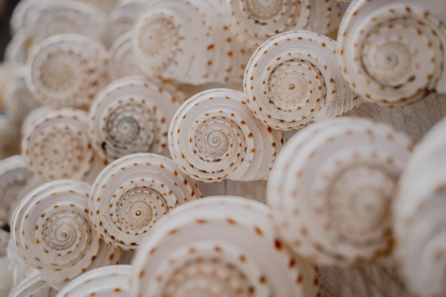 Wall decorated with scallop shells in a row