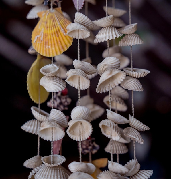 Wall decorated with scallop shells in a row