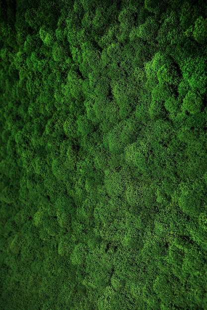 Wall decorated with stabilized moss in an ecofriendly office