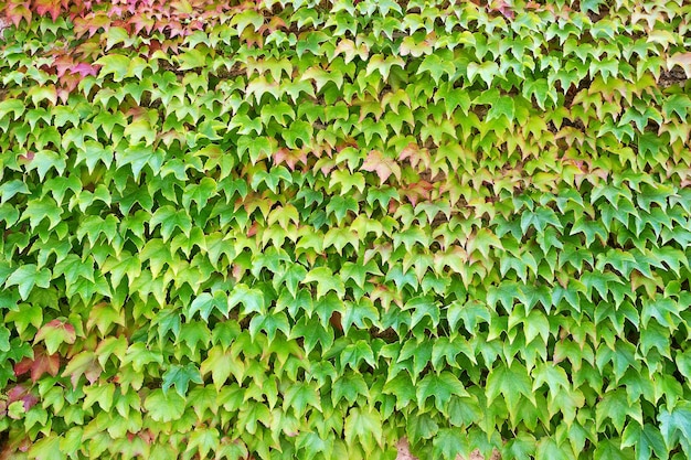 Wall full of ivy leaves in Sardinia