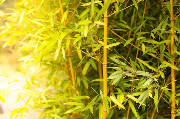 Wall of green bamboo stems as a relaxing and peaceful background