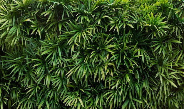 Wall of green branches with leaves. tropical tree texture