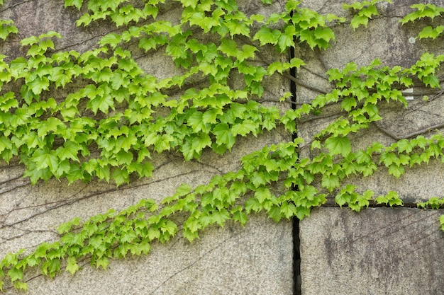 성의 외부에 녹색 foilage의 벽