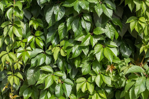 Wall of green leaves of wild grapes.