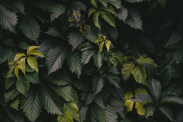 A wall of green leaves of wild grapes