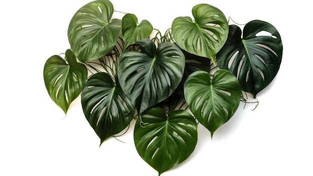 A wall of green leaves with the word caladium on it.