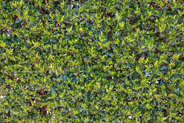 Wall of green leaves