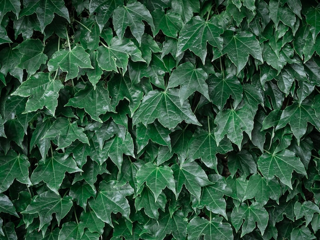 Wall of green leaves