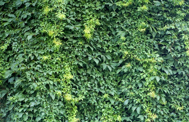 Wall of green plants. Natural background of tropical plants, texture and pattern of the jungle