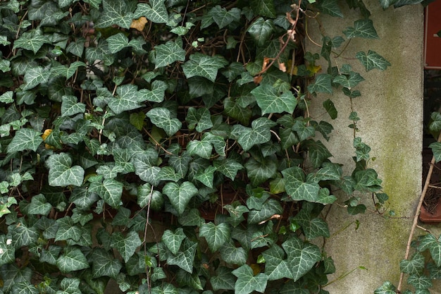 Wall of a house in ivy leaves