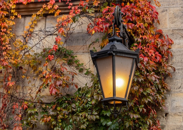 Wall lantern and virginia creeper on the street in autumn season