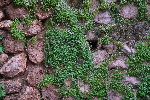 A wall of large mountain stones overgrown with plants with\
small flowers as a background