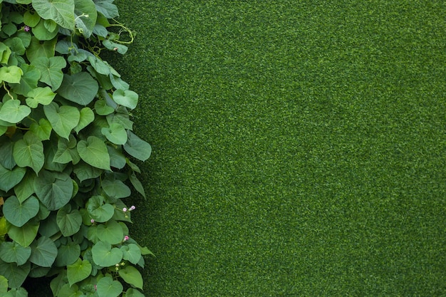 Wall of lawn and green leaves on the left