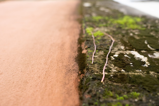 Wall and moss