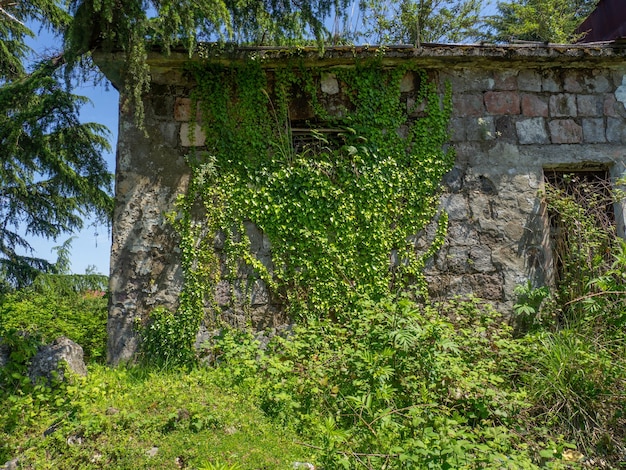 The wall of an old abandoned house overgrown with plants Abandoned building