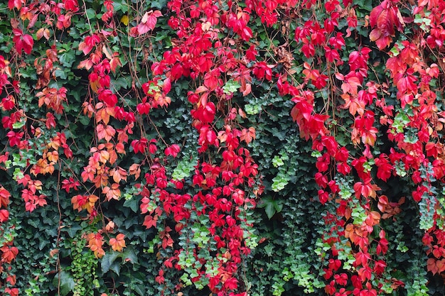 Foto il muro di una vecchia casa o dimora è ricoperto di edera