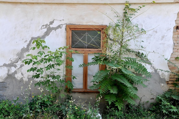 전경에 나무 창문과 어린 나무 덤불이 있는 오래된 집의 벽