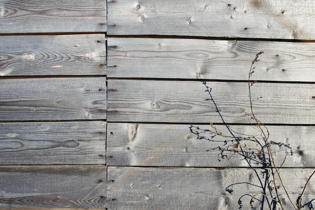 Wall of old wooden planks and dry plant background