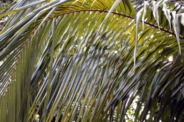 Wall of palm tree leaves closeup Photo for the background