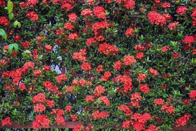 A wall of red flowers with a green border that says'red'on it