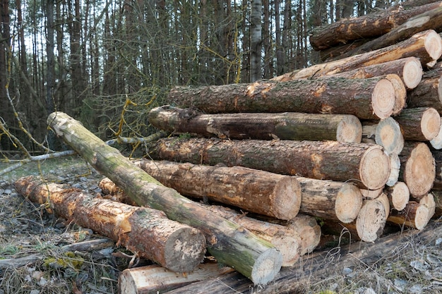 Wall of stacked wood logs for background many sawed pine logs
stacked in a pile horizontal front view closeup background of dry
chopped firewood logs stacked up on top of each other in a
pile