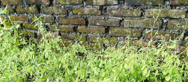 a wall with a black and green grass